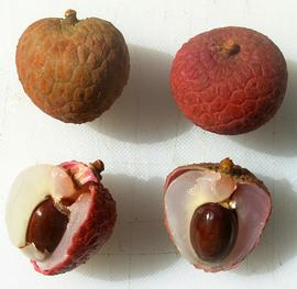   Fruits, seeds:   Litchi chinensis ; Photo by Bob Richmond, flickr.com
